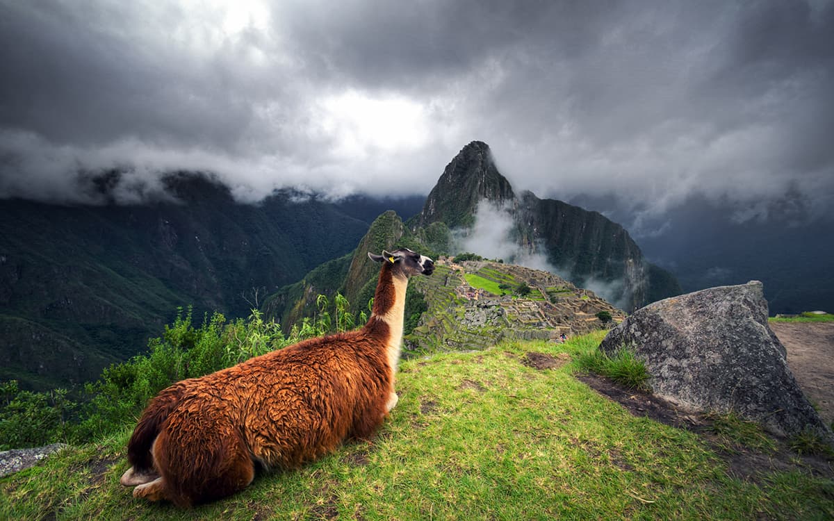 Llama-Peru