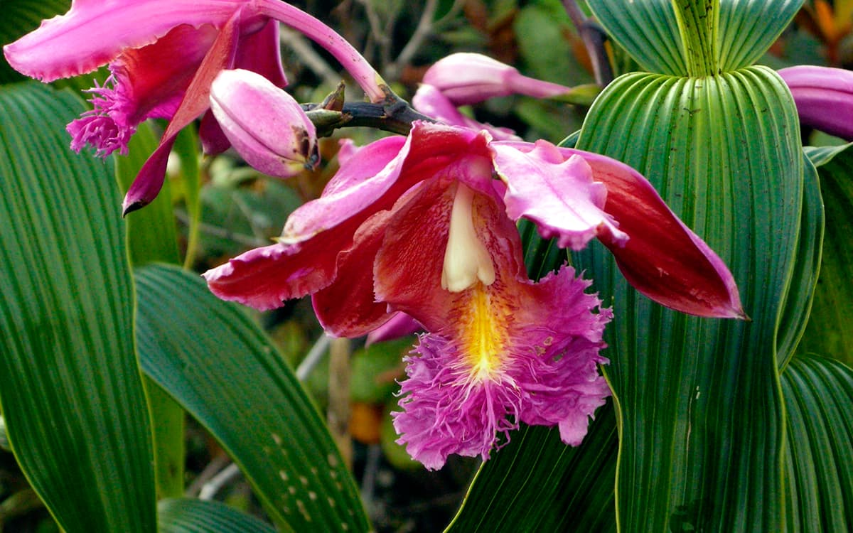 Wild-orchids-in-Machu-Picchu